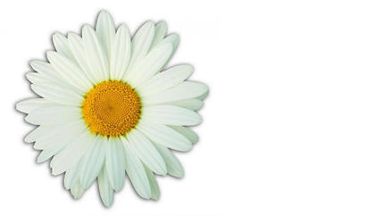 daisy flower