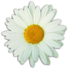 daisy award