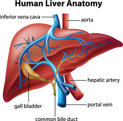 Within the body, the bile duct is a thin tube from the liver to the small intestine. Cancer of the bile duct, otherwise called cholangiocarcinoma, is a rare cancer.