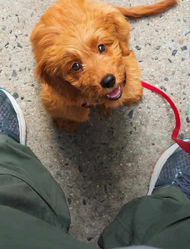 puppy wanting to go walking