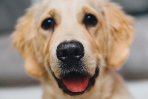 TMCSET to Launch New Animal Assisted Interaction Program : The Medical Center of SE Texas | Steward Hospital | Port Arthur TX TMCSET to Launch New Animal Assisted Interaction Program : The Medical Center of SE Texas | Steward Hospital | Port Arthur TX